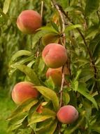 peach tree with fruits