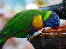 parrot lory drinks water from the feeder