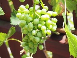 bunch of green grapes