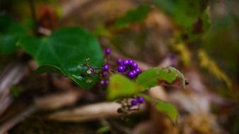 wild purple berries