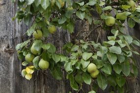 branch of green pears