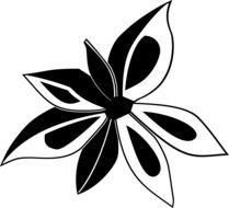 black anise flower drawing