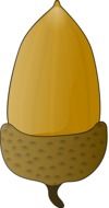 oak nut as an illustration