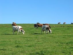 Cows are eating grass on the meadow in Allgau