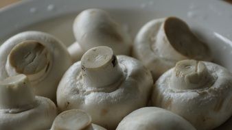 fresh champignons