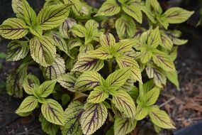 plant with light green leaves with red veins
