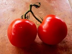 small red tomatoes on a branch