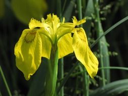 yellow iris among greenery