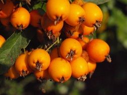 the haw berries close-up