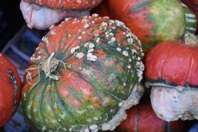 colorful pumpkins in the autumn