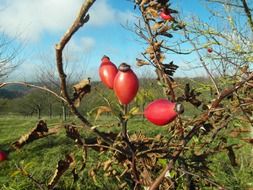 rose hip