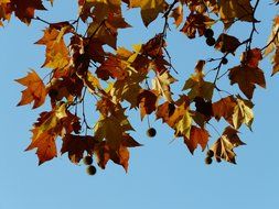 maple leaves in red against the sky