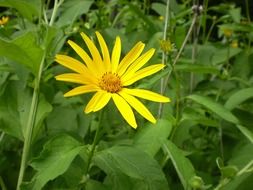 yellow floral in bloom