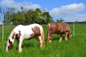 two colorful horses grazing in a pasture