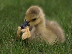 fluffy duckling with bread in its beak