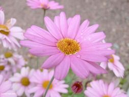 pink daisy field flower