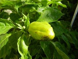 dainty green pepper on the bush