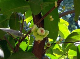 syzygium jambos fruit on the tree