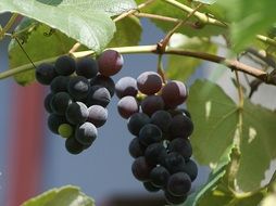 dark grapes fruit