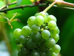 white wine grape