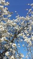 flowering apple tree