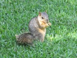 common squirrel on the green grass