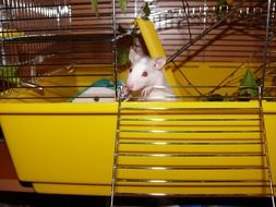little white mice in a yellow cage