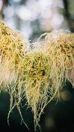 hairy moss outside