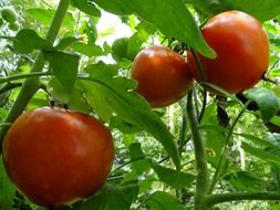 Red tomatoes are growing in the garden