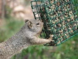 squirrel pushing the cage