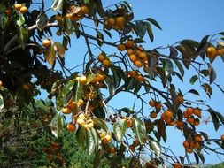 natural persimmon, yellow fruits on tree at sky