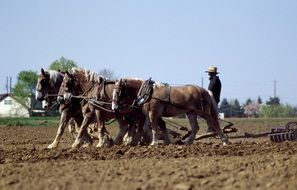 farmer working on field with horse driven plow