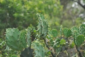 opuntia, green cactus, prickly plants