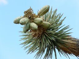 exotic fruits of a joshua tree