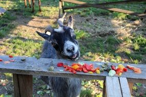 Goat eats fruit from a wooden bench