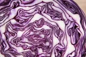 healthy red cabbage