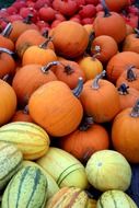 red yellow pumpkins in pile