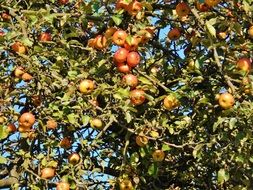 apple tree in october