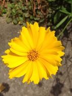 sunny yellow flower close-up on blurred background