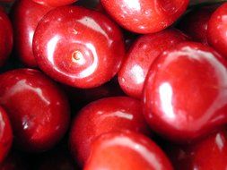 delicious red ripe cherries