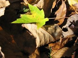 Picture of the maple leaves