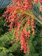 date palm fruit pome fruit red color