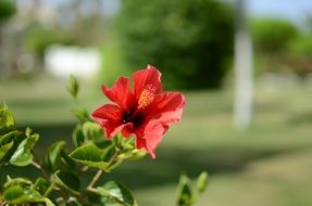 hibiscus red
