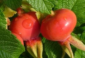 rose hip apples