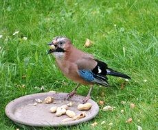 jay in the garden