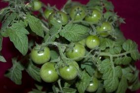 green tomatoes growing on the bush close-up on blurred background
