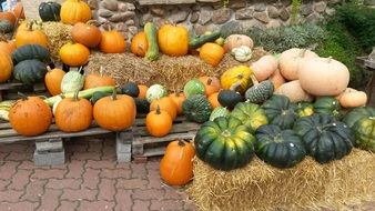 various pumpkins in pile outdoor