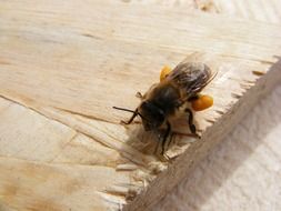 bee with full Pollen basket
