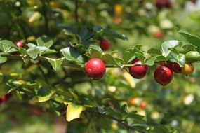 red berry tree