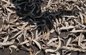 dried salted fish